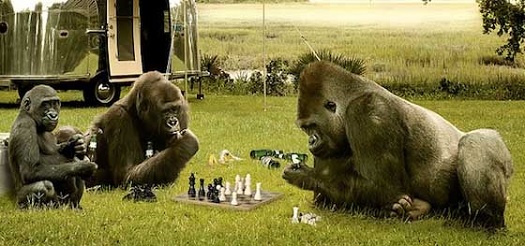 gorilla chess.jpg
